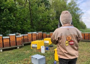 Webinar on autumn Varroa treatment